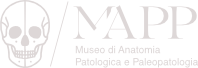 Museo di Anatomia Patologica e Paleopatologia